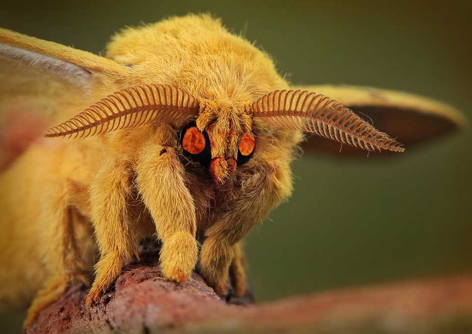 Moth