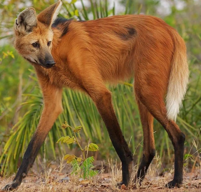 maned wolf.png